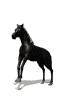 horse1